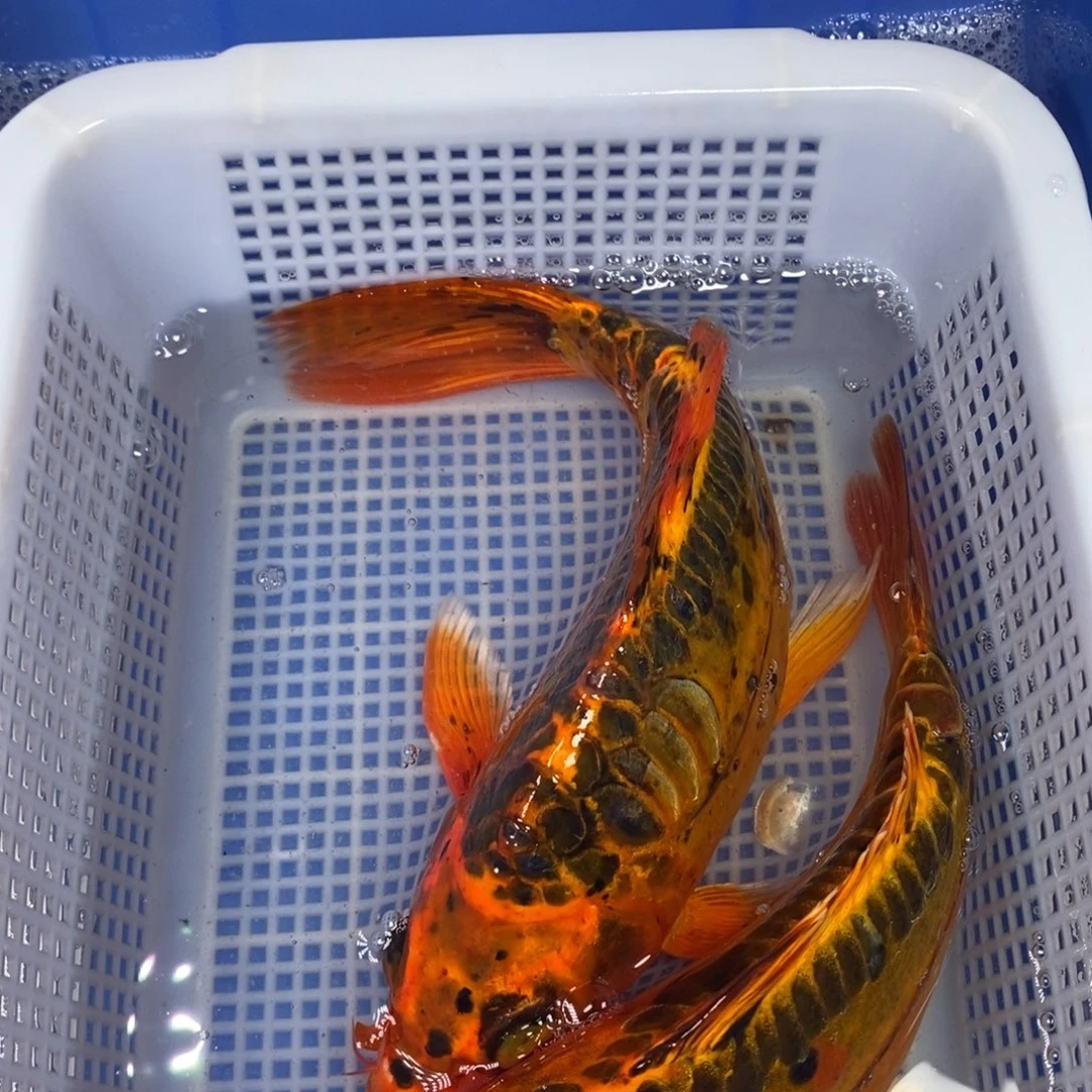 锦鲤冷水锦鲤包邮