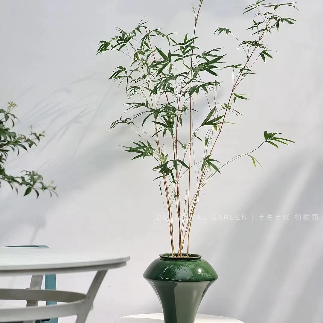 一物一拍红观音竹米竹飘枝室内好养禅意茶室