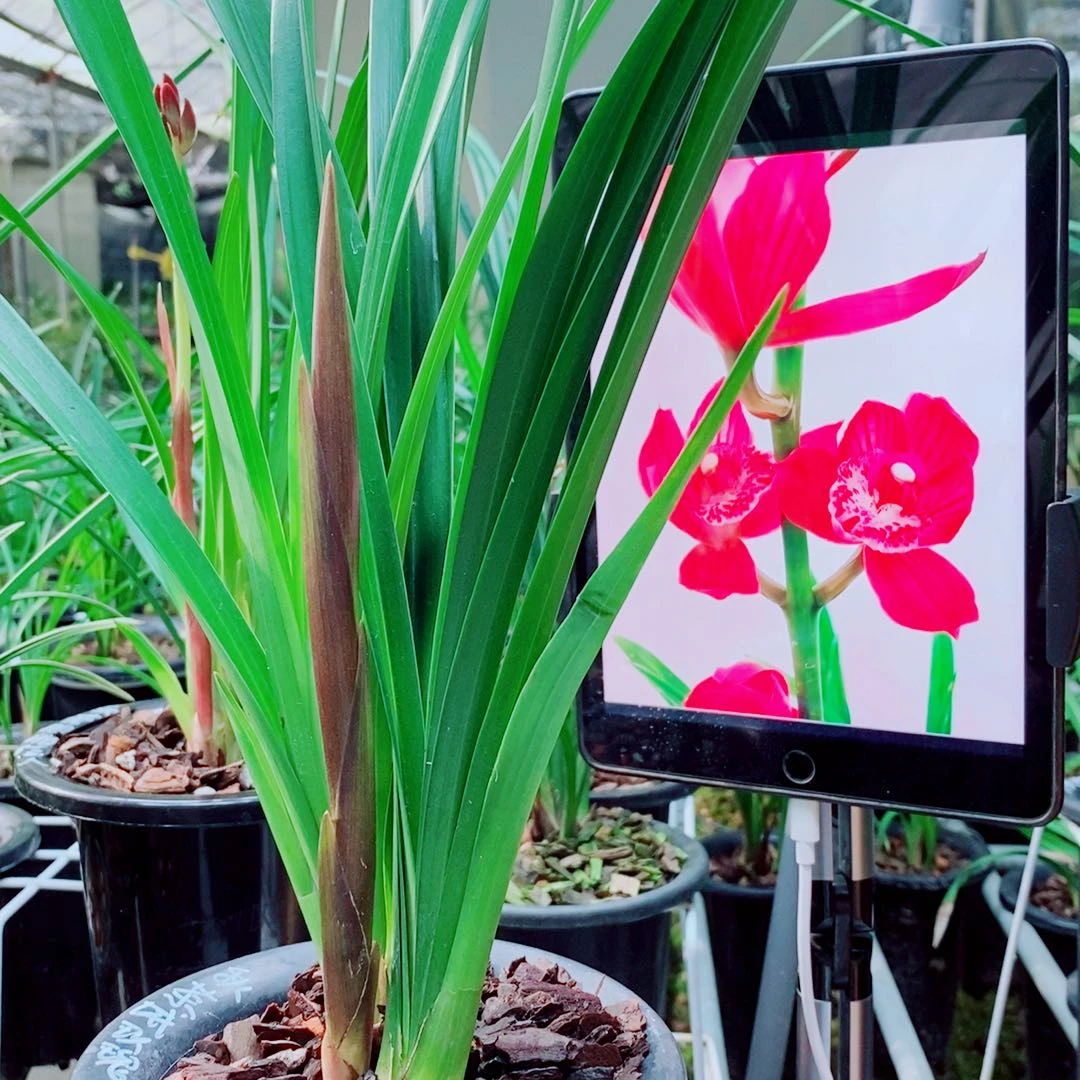 当前无花栽培后可以开花