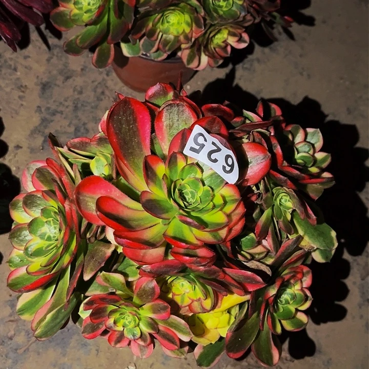 625奶白宽锦多肉植物处理不售后