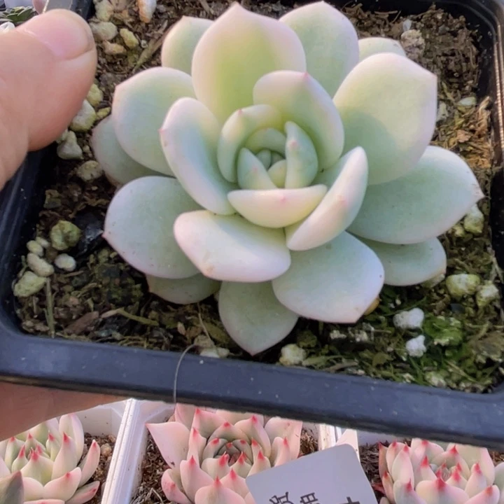 橙子锦多肉植物61