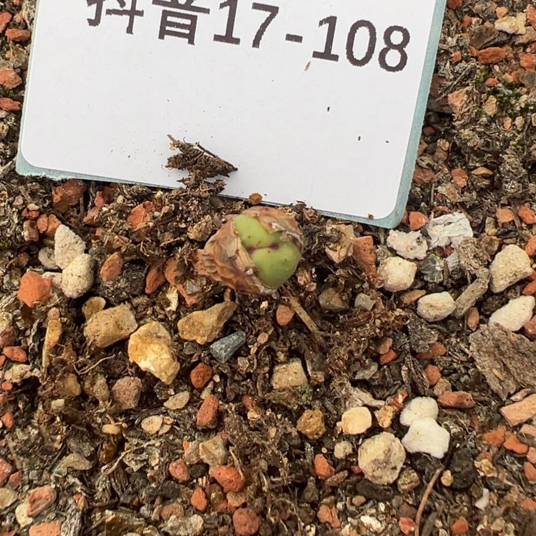 17-108肉锥多肉植物