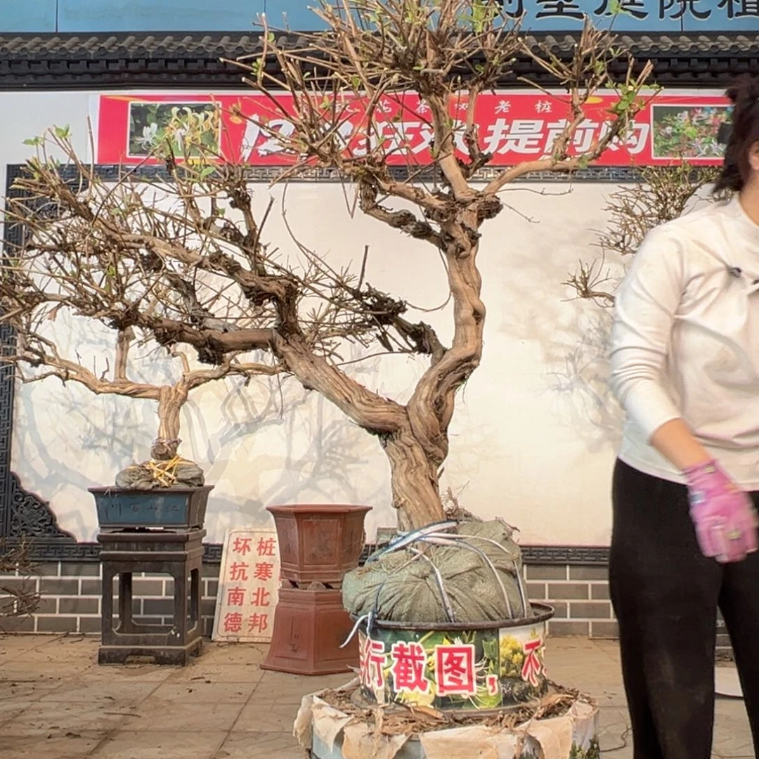 无花朵金银花888888
