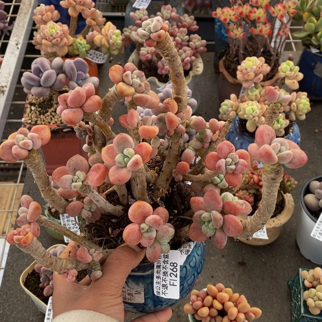 樱花洛神268/10cm有砍