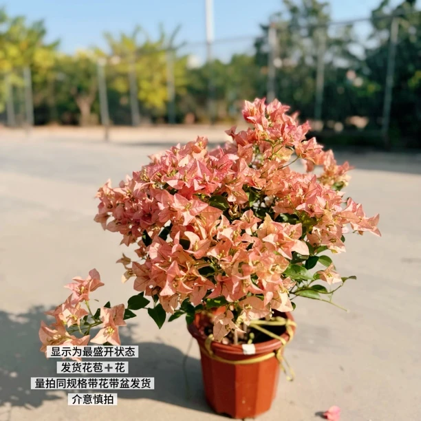 卡亚塔·b复古鲑鱼粉勤花四季开花三角梅爬藤