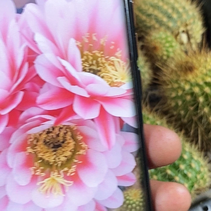毛 粉中筋 /侧芽歪20包邮/