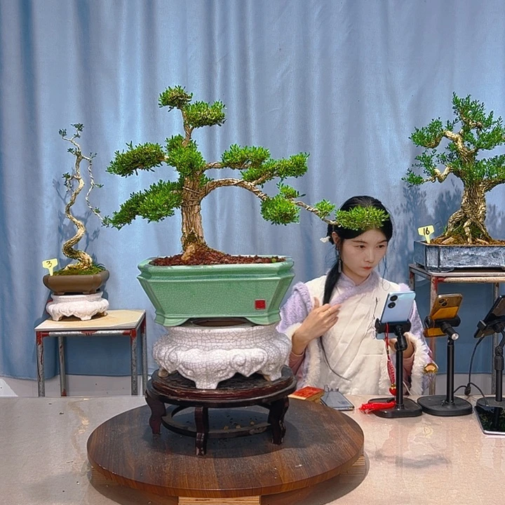 无花朵广东皱皮雀舌黄杨