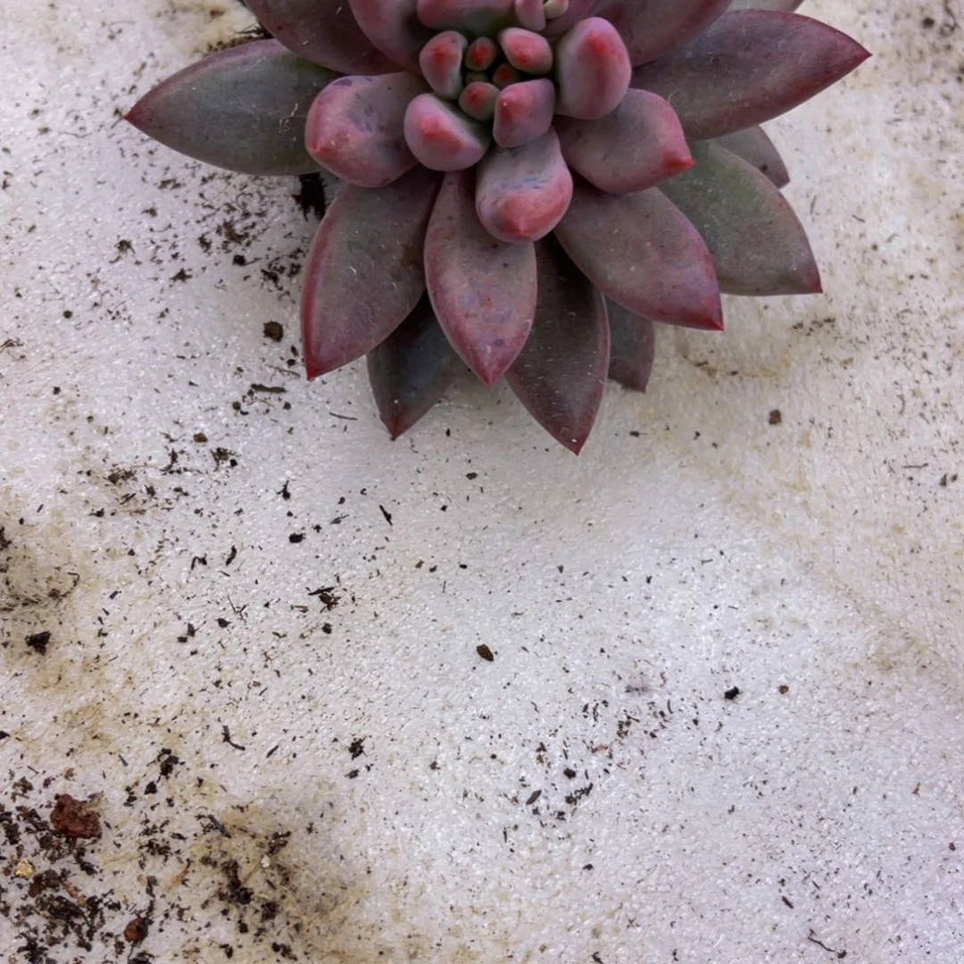 虞美人发货111111