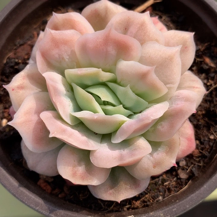 泡泡纱裙锦上园艺一物一拍