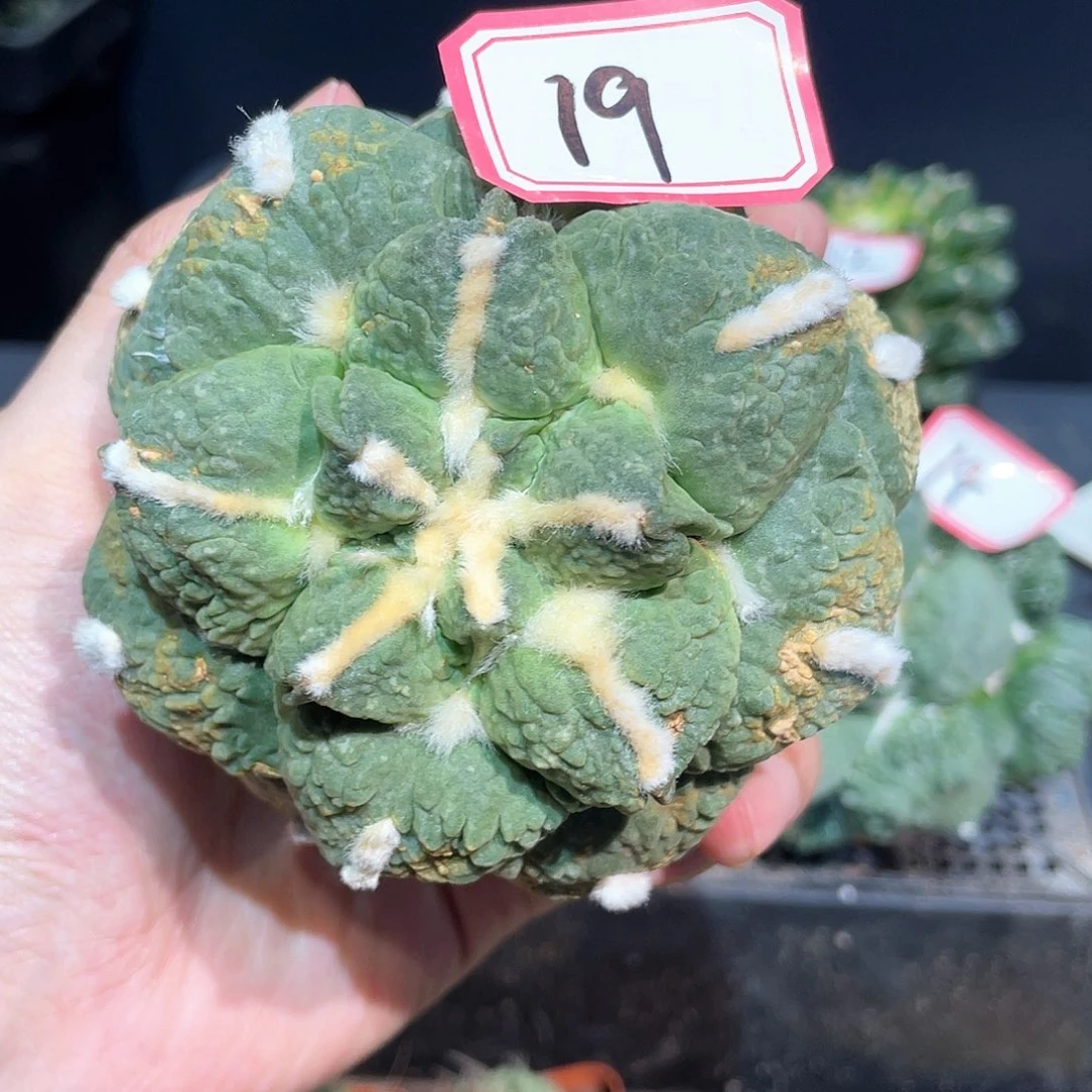 19号自根战损福利怒涛