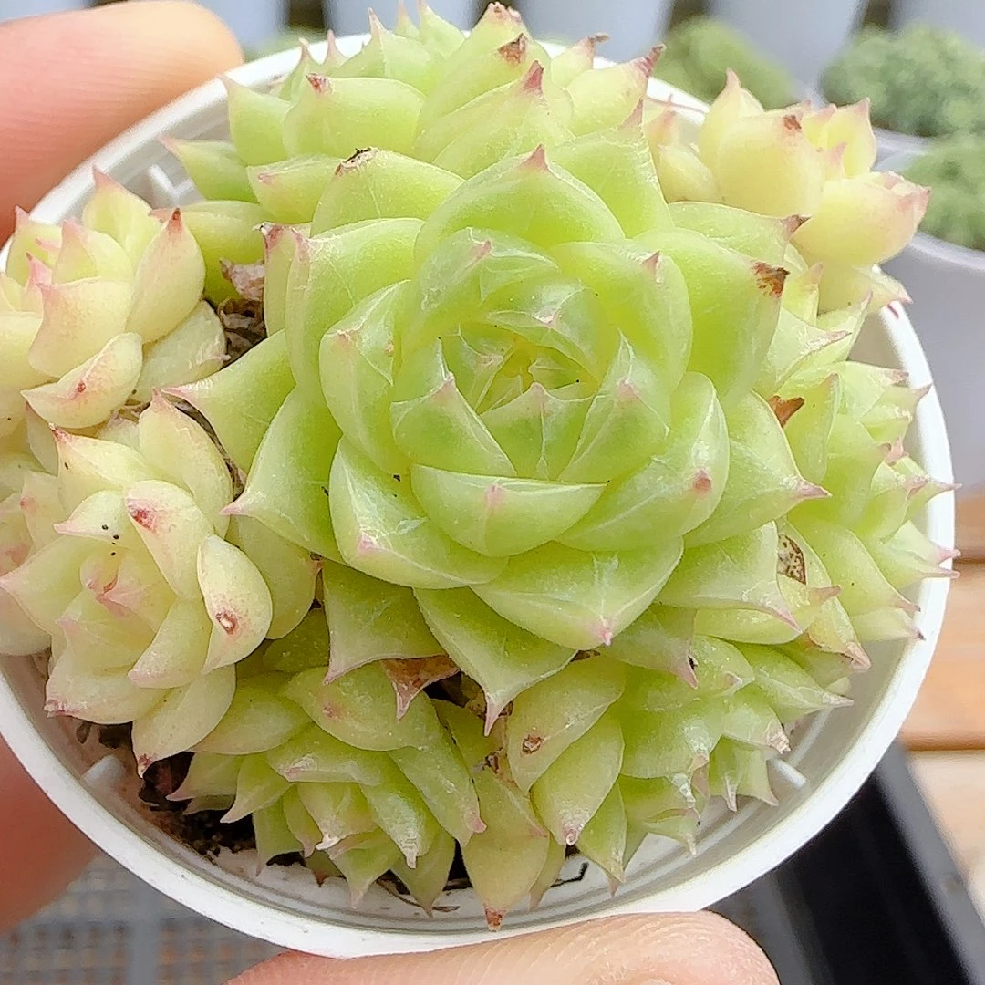 【闪购商品】0928-23玉透麦杆(瑕疵
