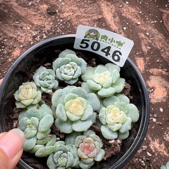 完全开放多肉植物多肉植物