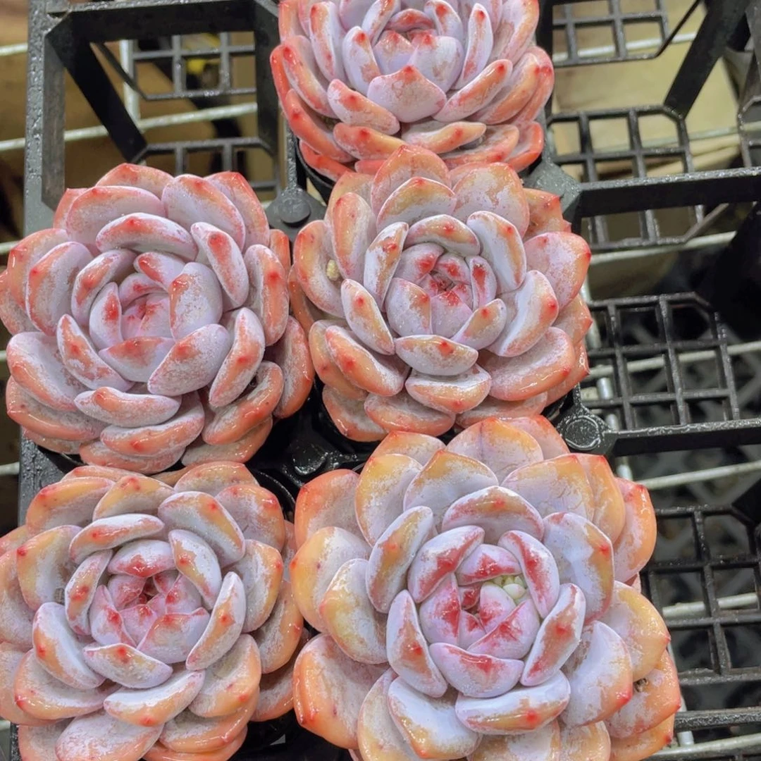 943号糖心紫皮石榴籽星影单头一个