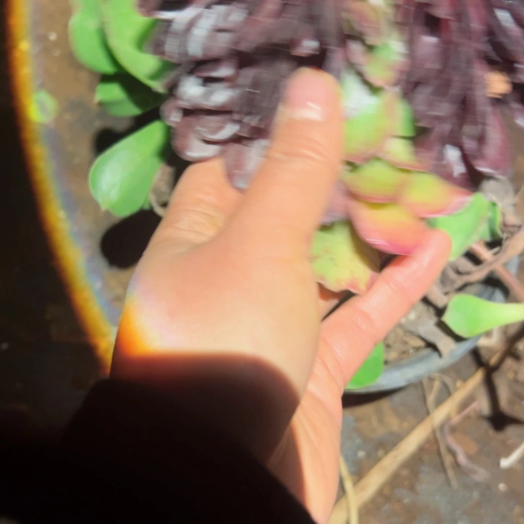 621 号多肉植物法师