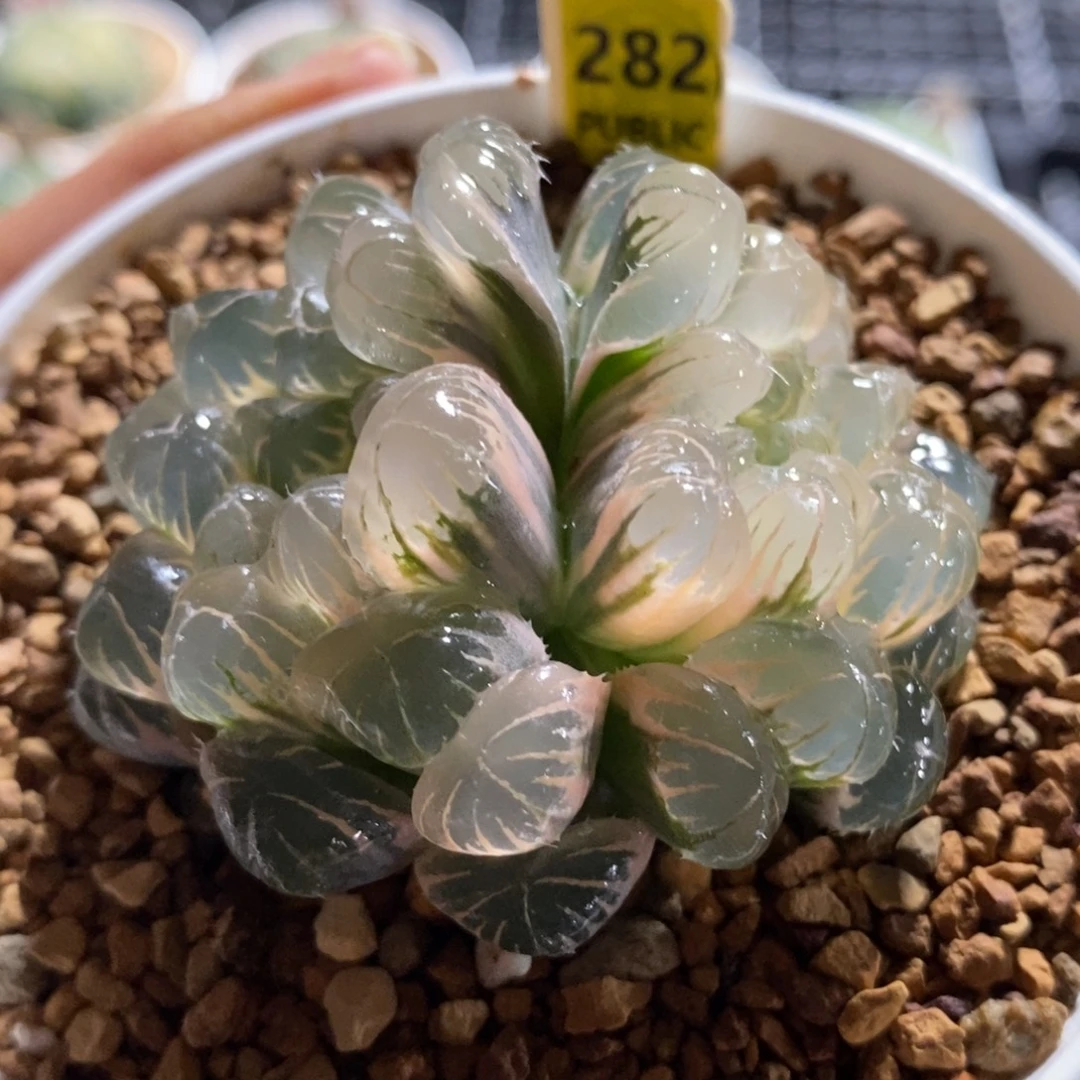 282湖斑湖水玉露锦