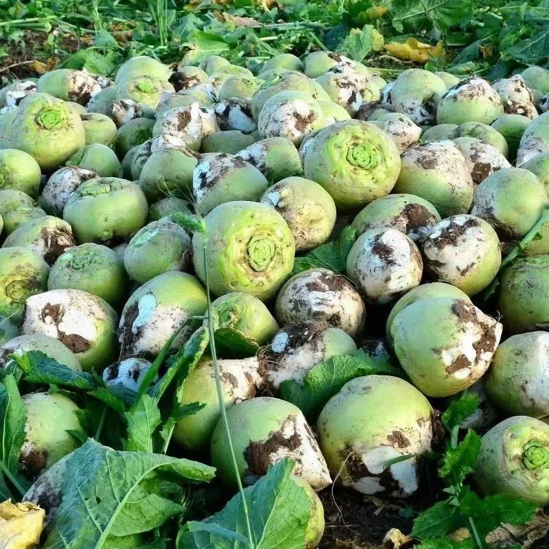 2025新鲜大头菜咸菜疙瘩5/9斤芥菜疙瘩辣菜疙瘩新鲜芥菜