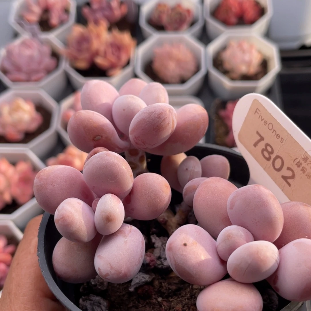 桃蛋7802-10.5厘米