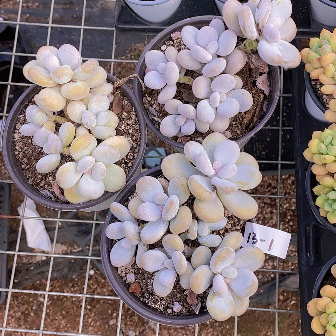 13-1-奶酪大群福利一颗量拍