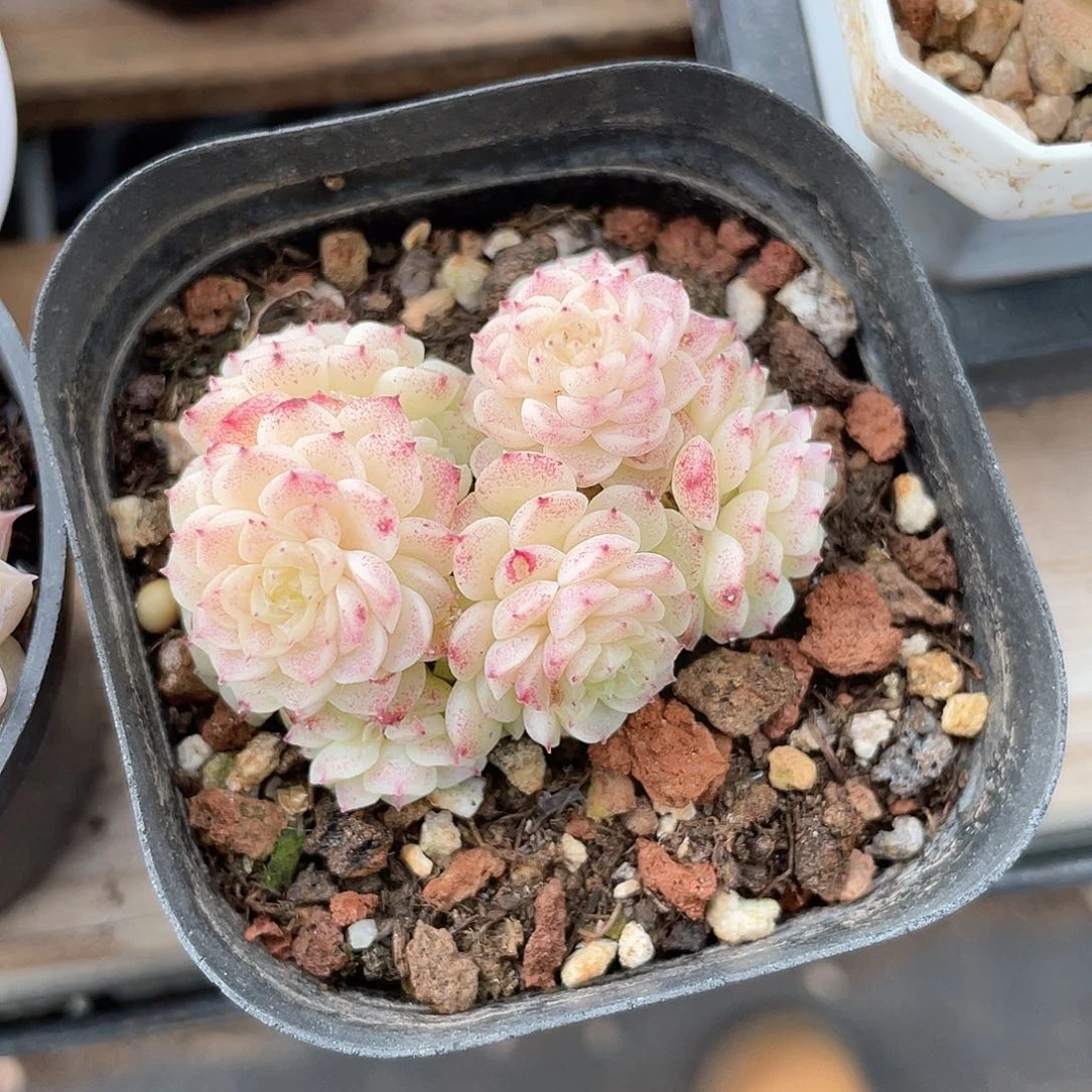 优选麦秆精品556