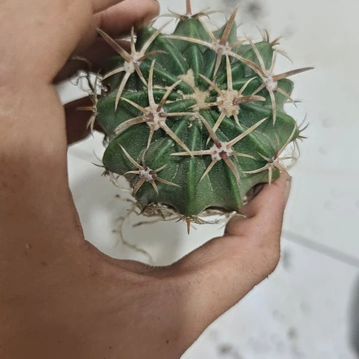 一物一拍，实生王凌波苗！！