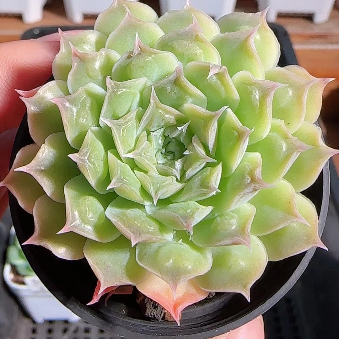 多肉1105--60福利