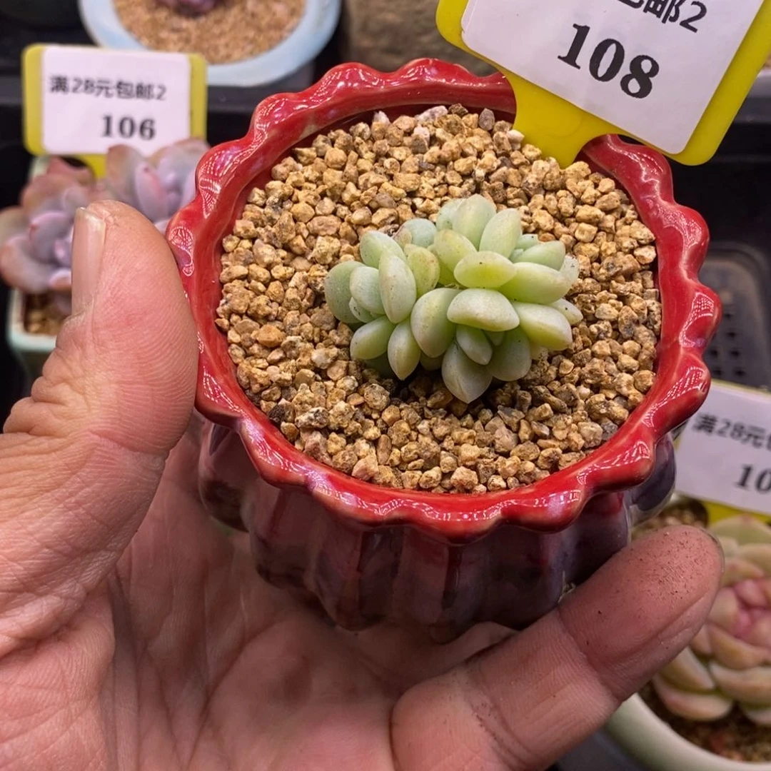 2108冰玉石化群5头福利
