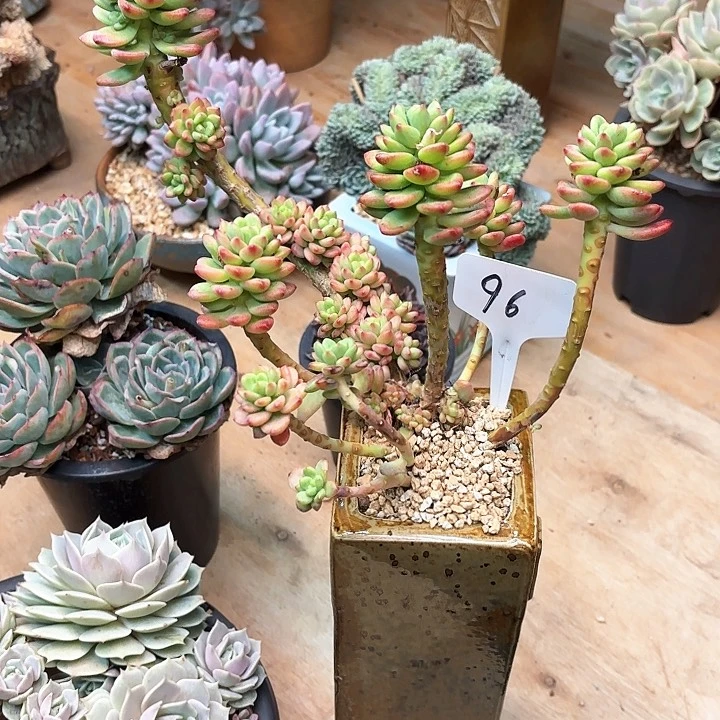 哈***…多肉植物，香格里拉96号