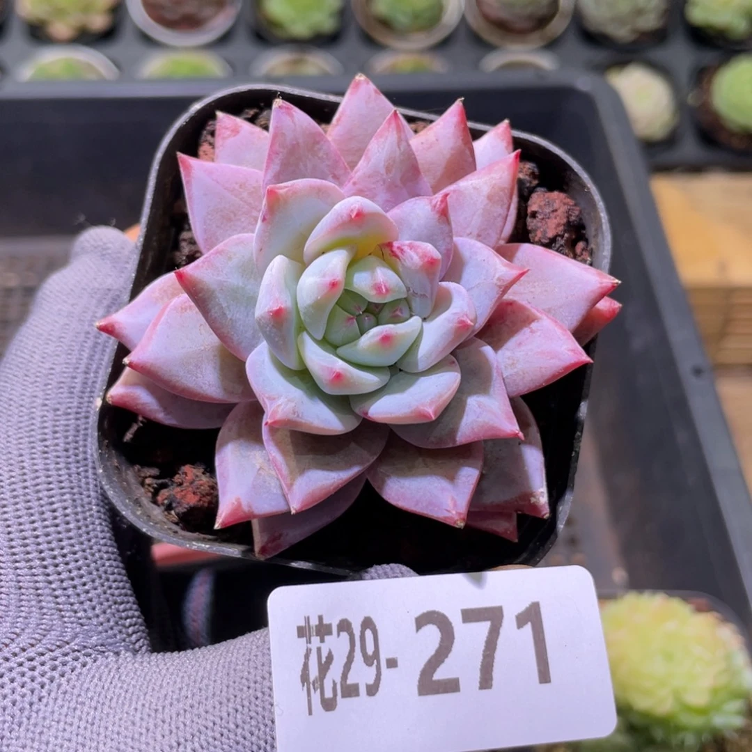 花利美29-271粉蓝鸟