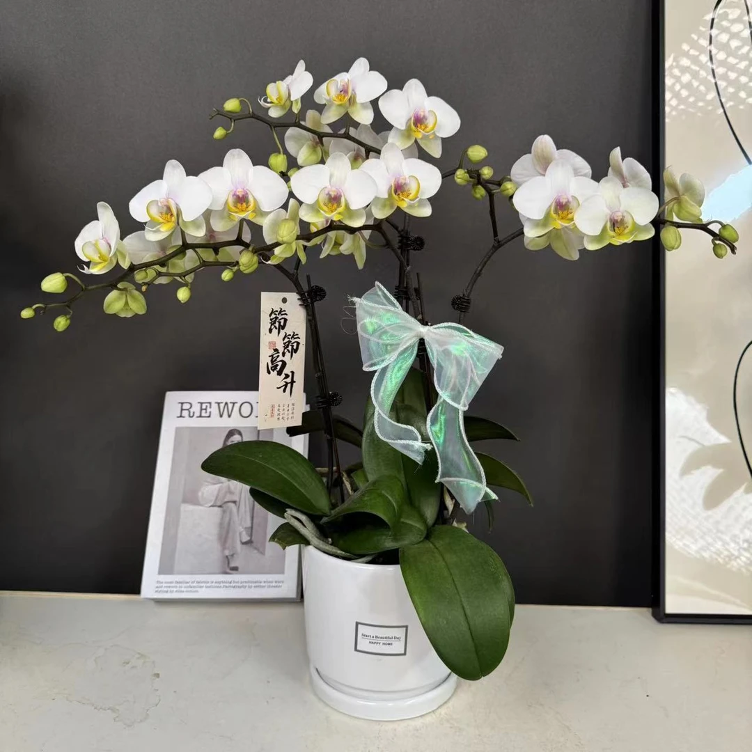 【大忙人】白花黄心品种欧品高货蝴蝶兰有花有花苞室内花卉