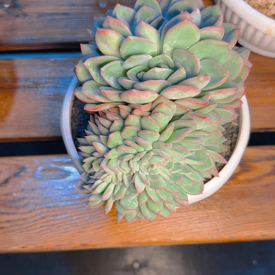 番茄发货1111111111111111111