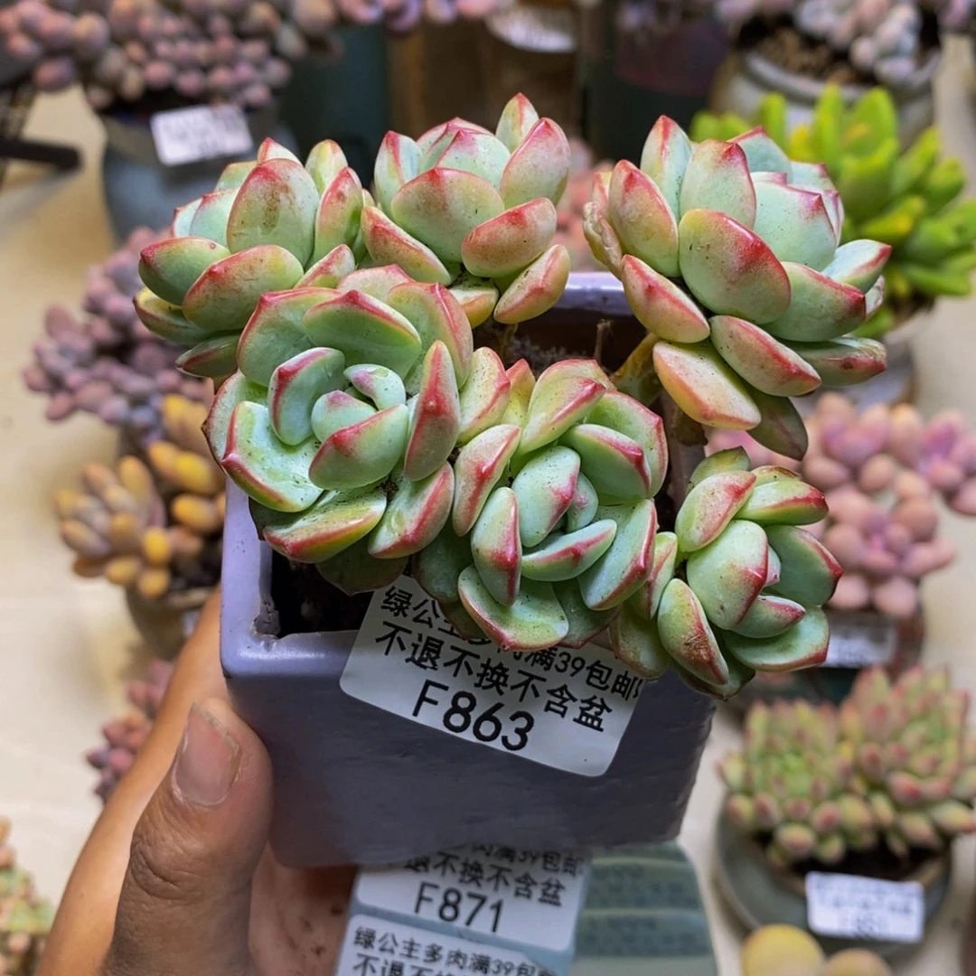 863香草多肉有砍8cm