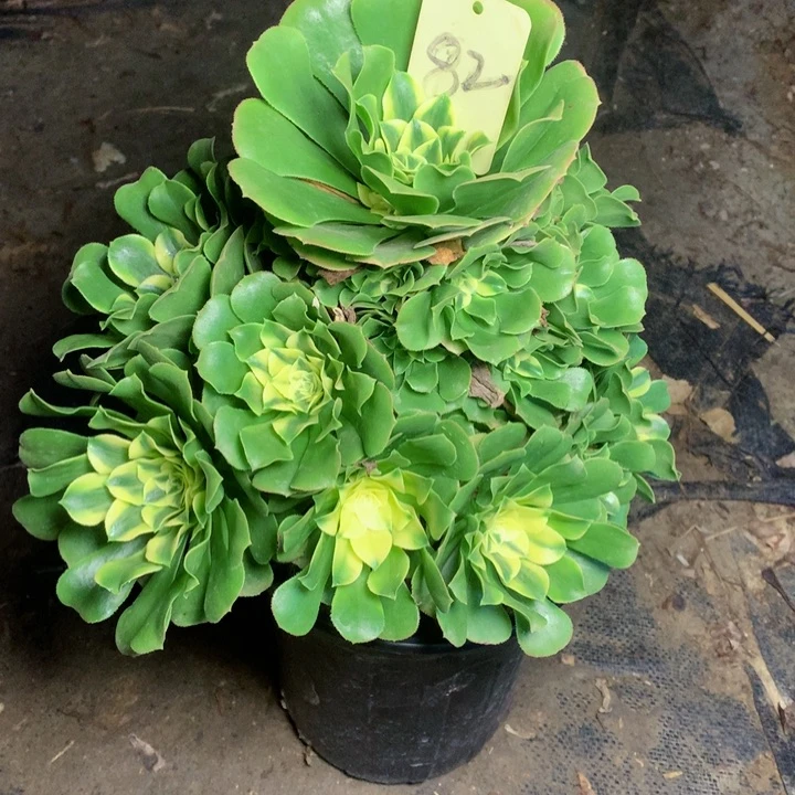 82辛尼亚多肉一物一拍