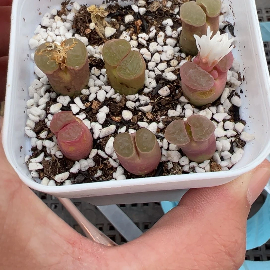 【闪购商品】1163……