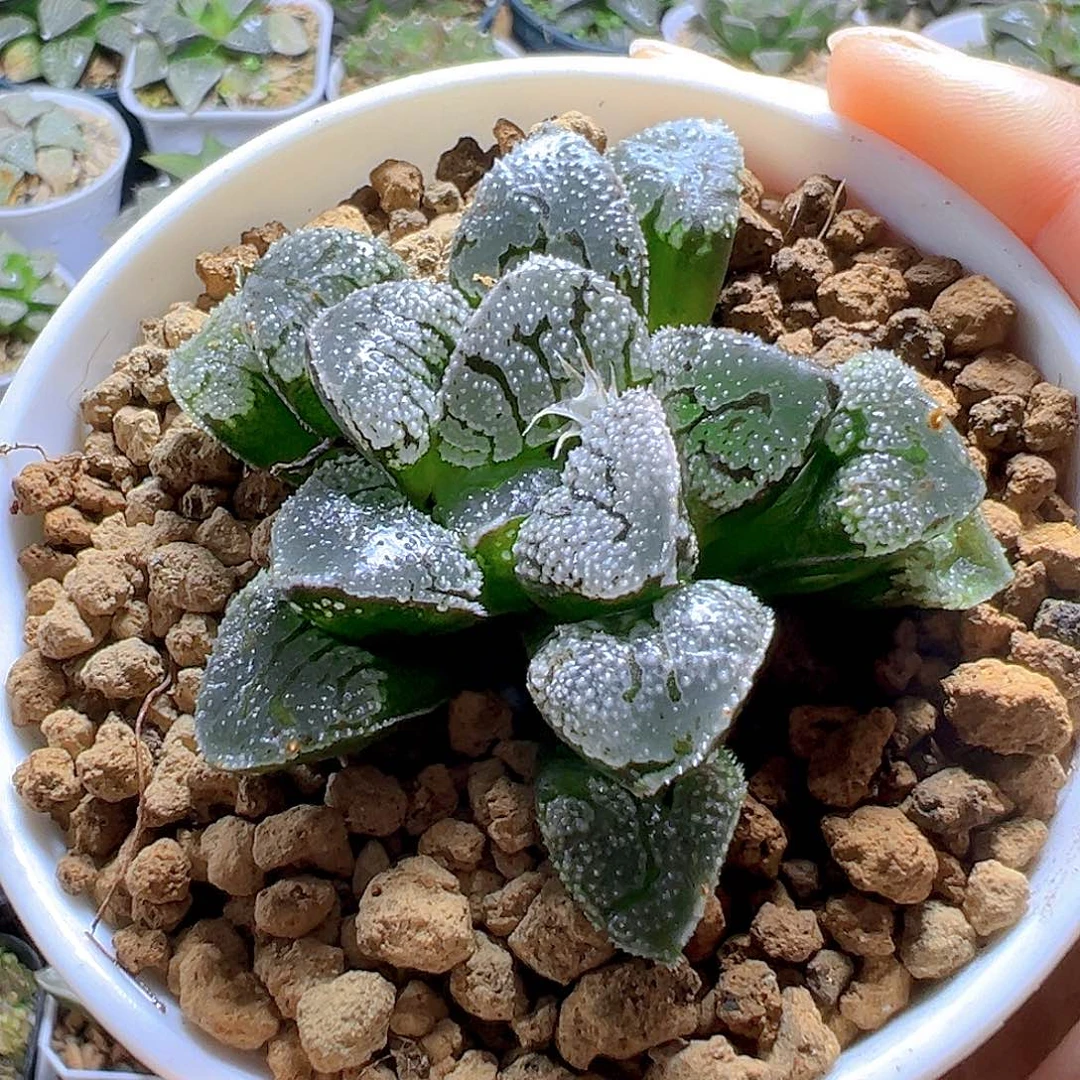 魔多寿多肉多肉多肉多肉