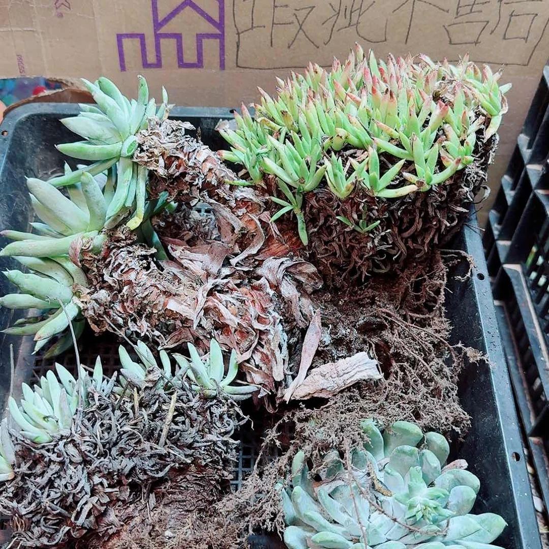 6376瑕疵框拍不售后