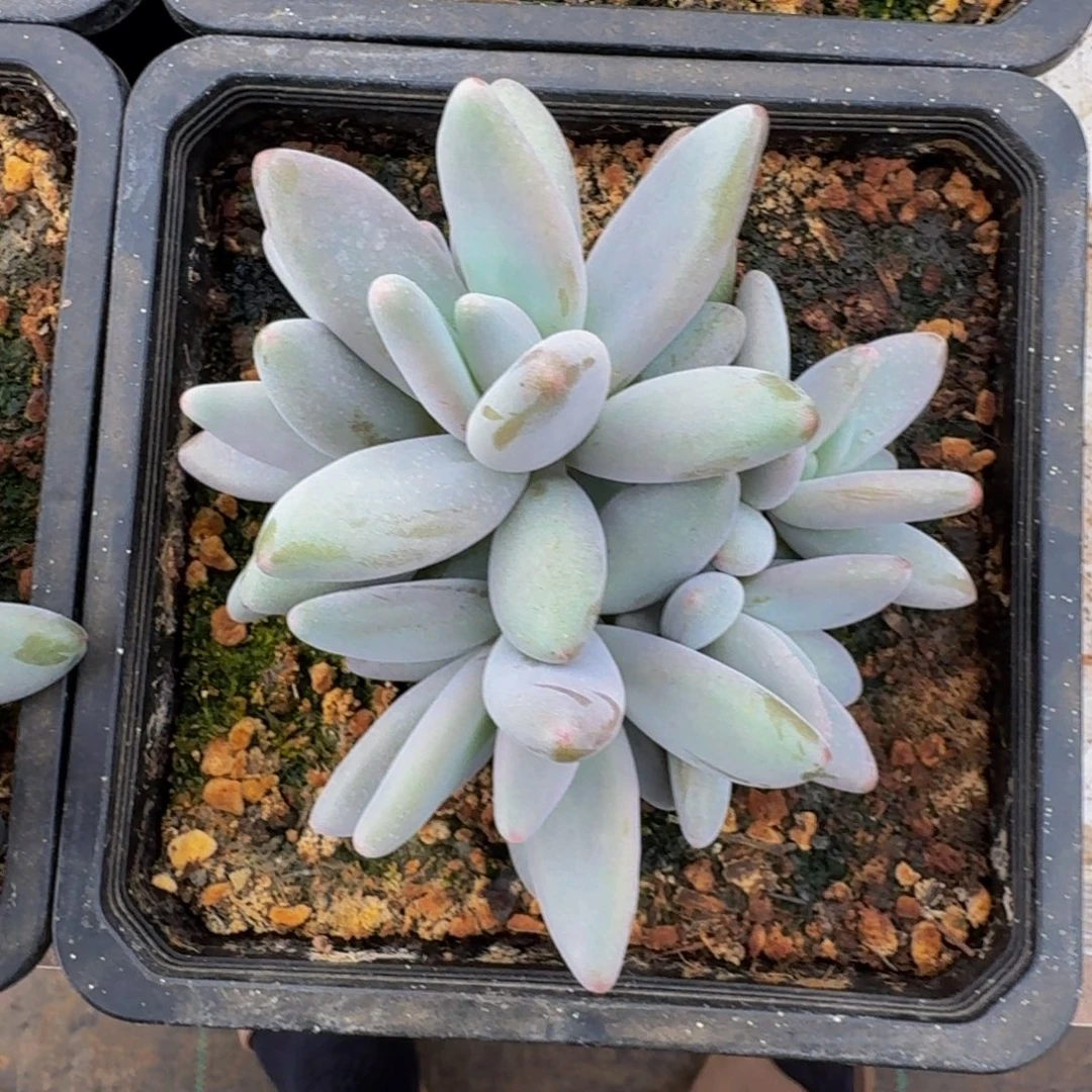 企鹅 群生 一物一拍