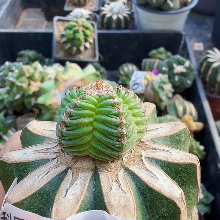 无花朵646苗接五星花龙