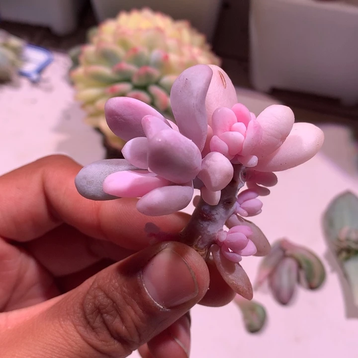 小叶粉兔锦腹轮锦