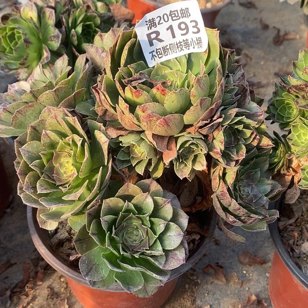 193万拉丝多肉法师锦