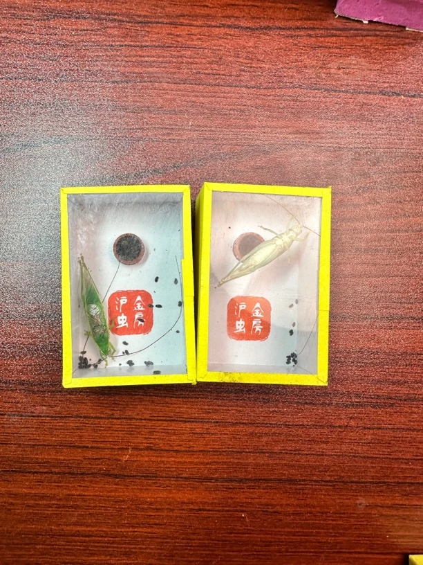 霍氏片蟋专用纸盒子，橙杆片蟋专用纸盒，鸣虫盒子