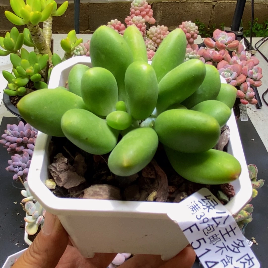 514芒果kk奶8cm多肉