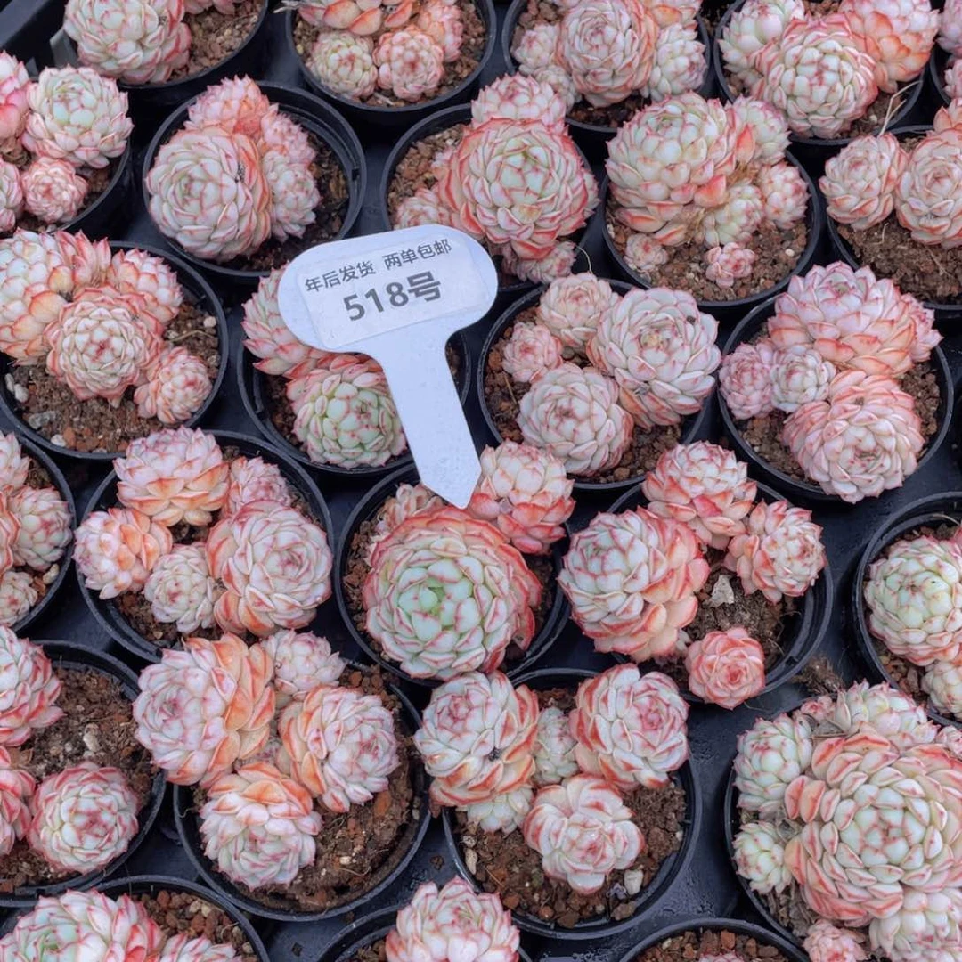 518号小红船小红p群生一个