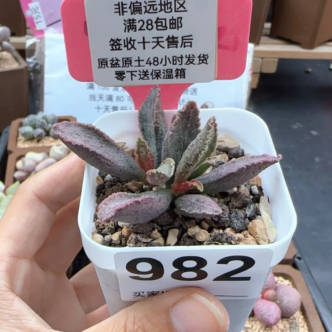 982昭君多肉植物