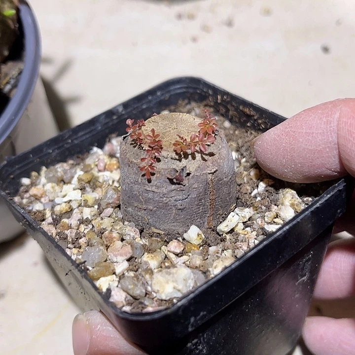 满38包邮2天凑单，脱土晾根发货多肉植物象足漆