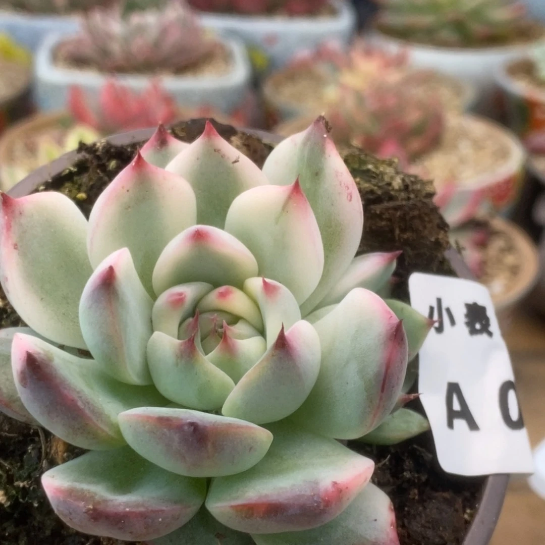 510锦锦锦锦锦锦锦锦
