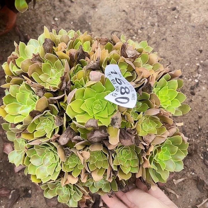 1580多肉植物法师法师流星雨
