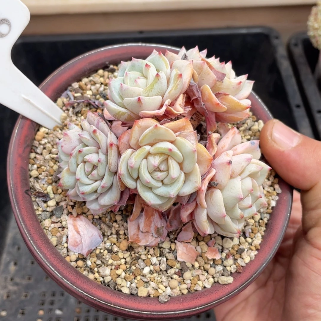 308勃朗峰不带盆8厘米