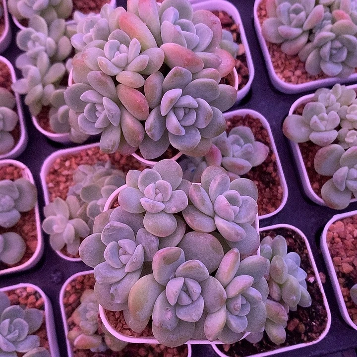 冰玉五头两颗一物一拍