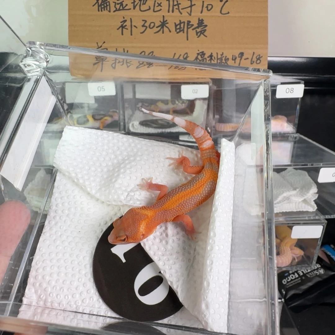 豹纹守宫顶级雨水蜜橘满月苗不包风险