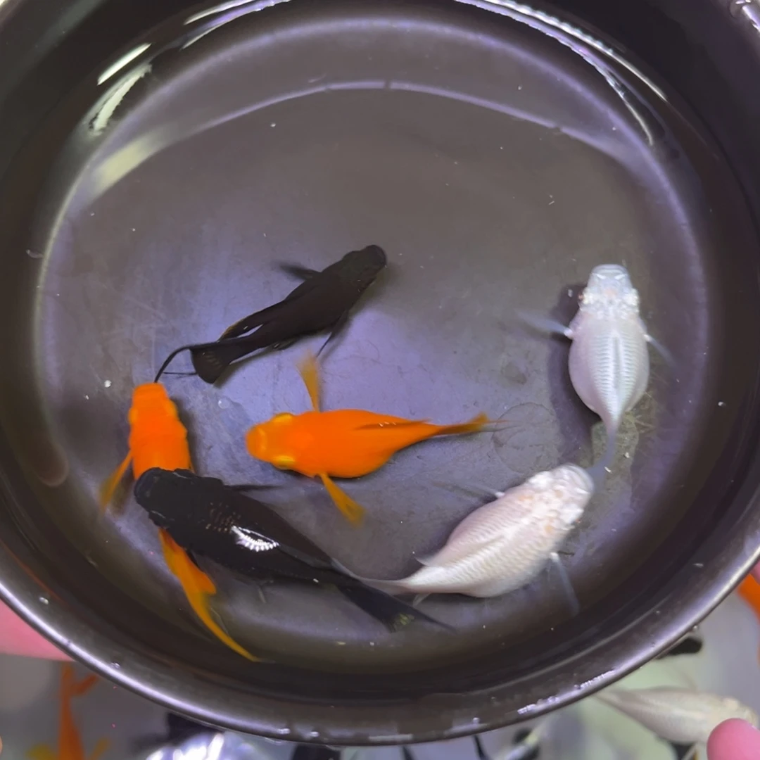 *****海水4母2公，5送1备损